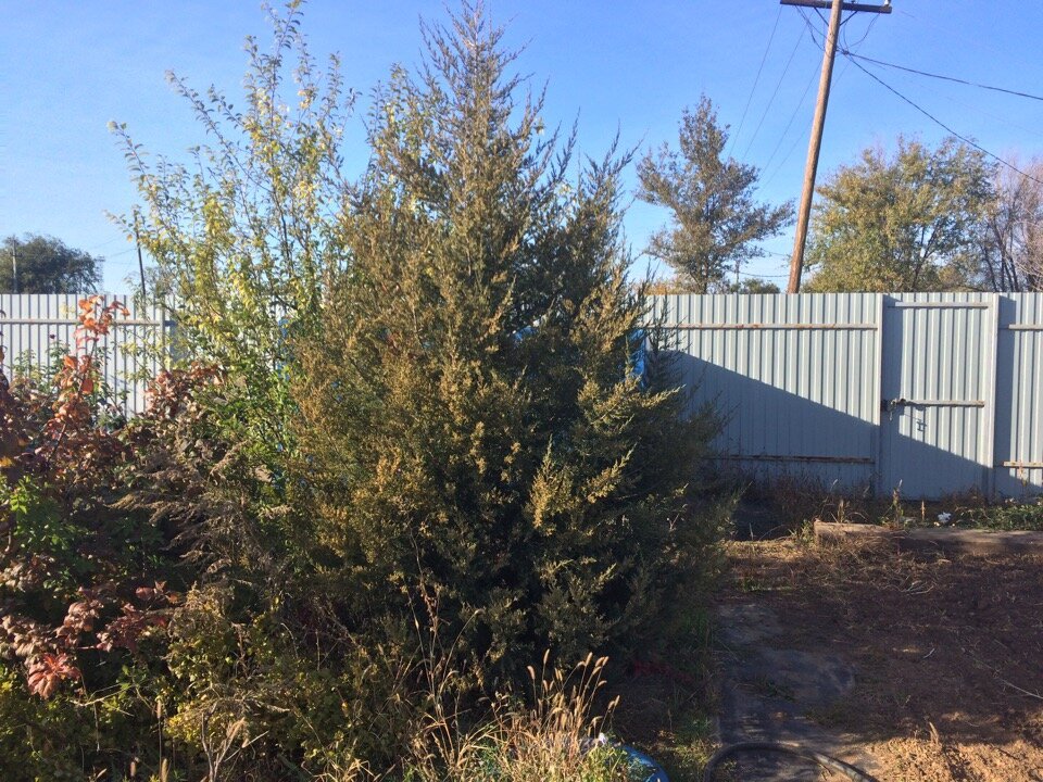 Мой можжевельник, еще не большой