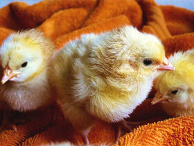 Это – стадия ложного смирения. Чтобы снять с себя ответственность за свою жизнь, птенец ищет покровительства у сильной личности, или какой-нибудь высшей силы, способной сыграть для него роль всесильного отца-защитника.