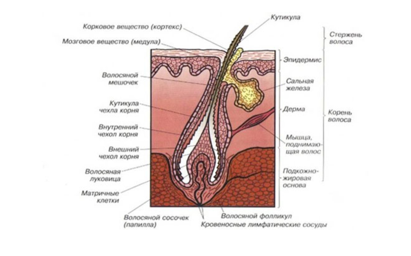 Волосы и их структура. Строение волоса и волосяного фолликула. Строение волосяного фолликула схема. Строение волоса фолликул луковица. Строение волосяной луковицы.