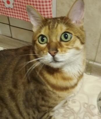 Нет, но я конечно ем травку на даче, но цветы, первый раз такое вижу.