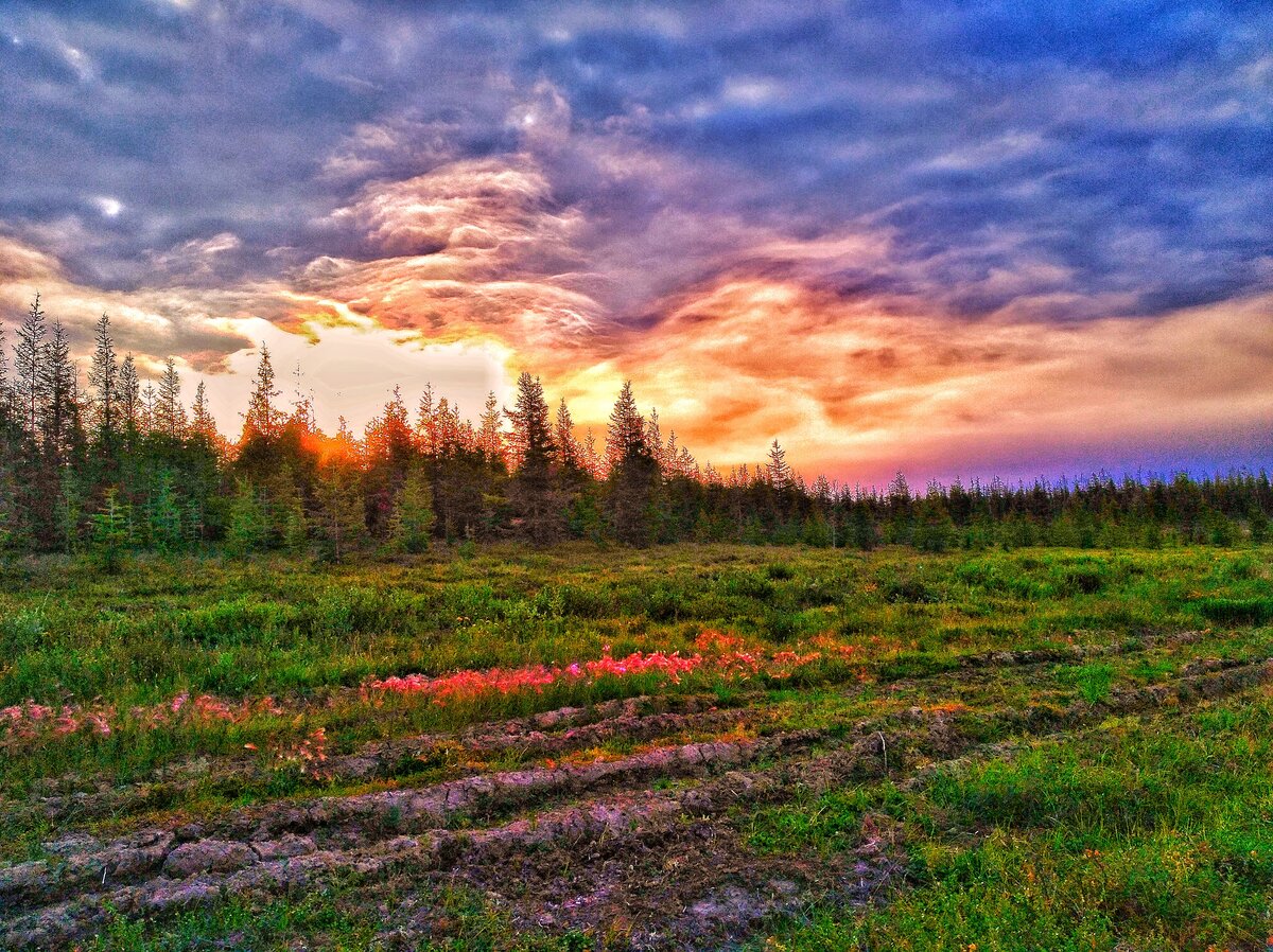 Фото лесотундры россии