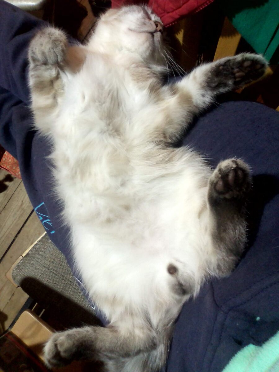 Спят усталые Абушки...