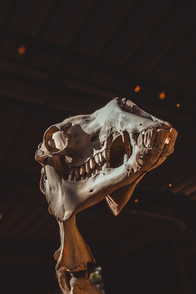 Каким был бы мир, если бы динозавры не вымерли