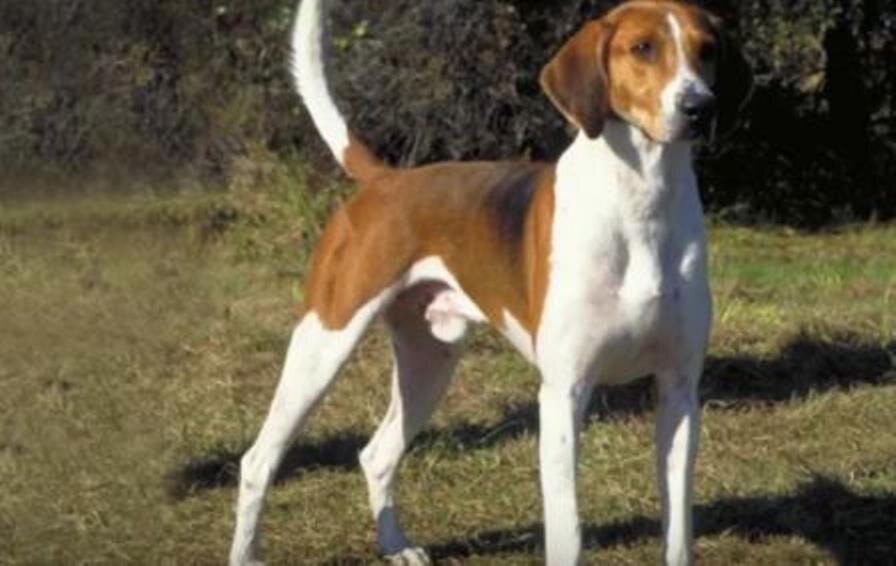 Английский фоксхаунд