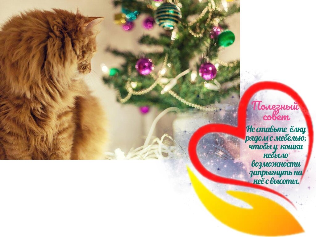 Кошка смотрит на новогоднюю ёлку