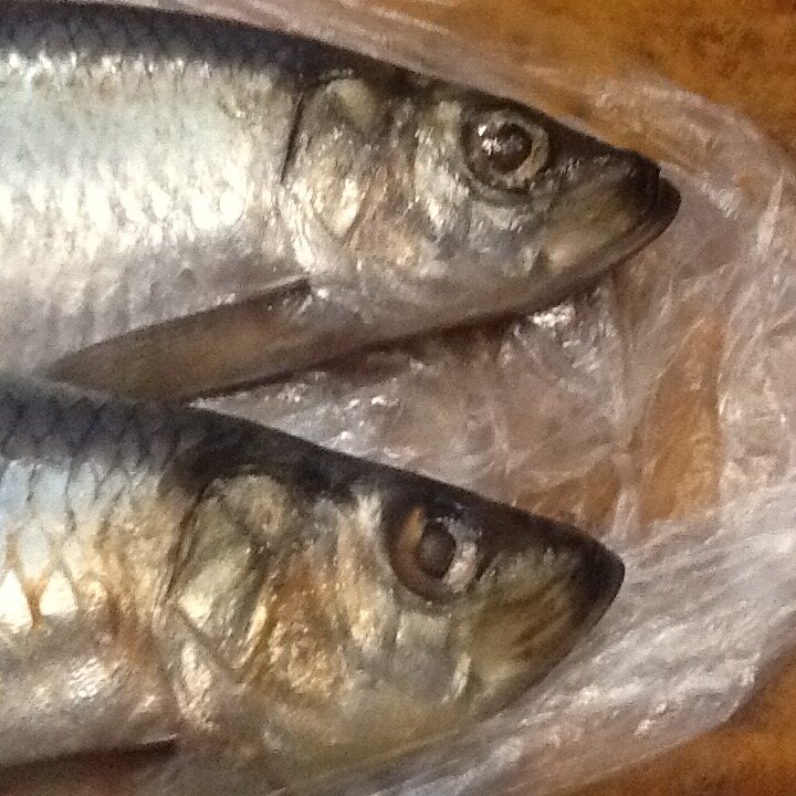 Селедка самка. Сельдь самец. Сельдь самка. Как отличить сельдь. Как отличить сельдь.
