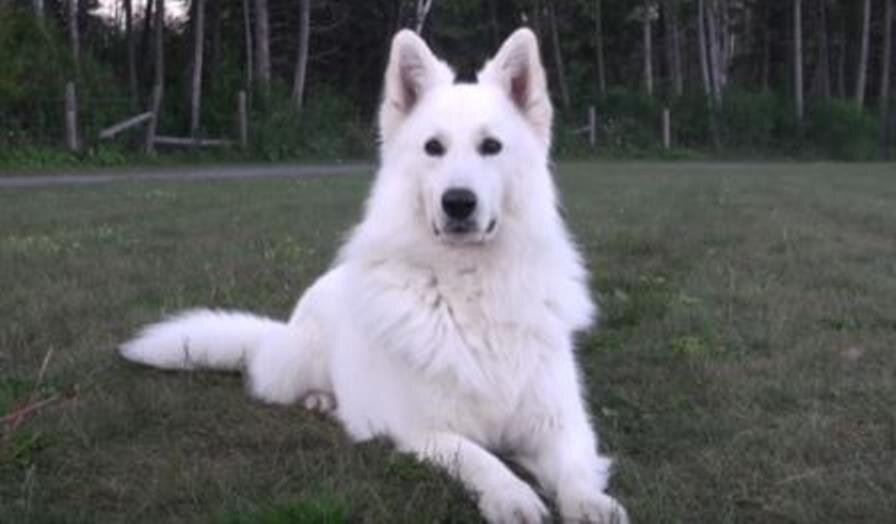Белая Швейцарская Овчарка
