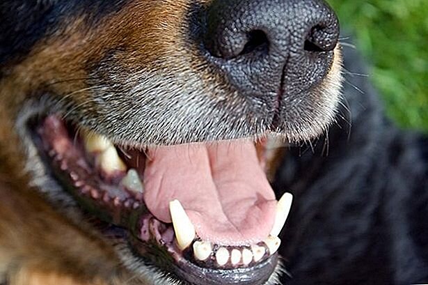 Последствия съедания жвачки собакой