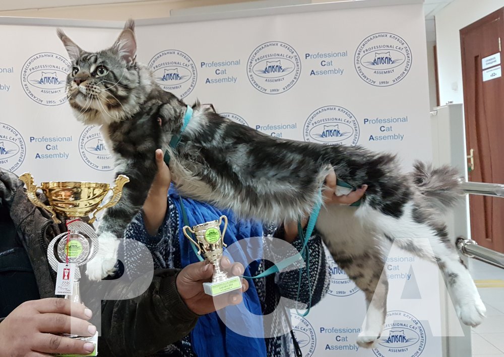 Кот мейн-кун ROYAL KING BOSS