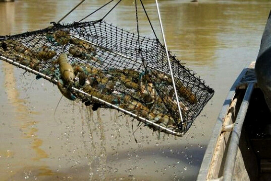 Раколовки бывают разными, есть заводские, а есть самодельные варианты