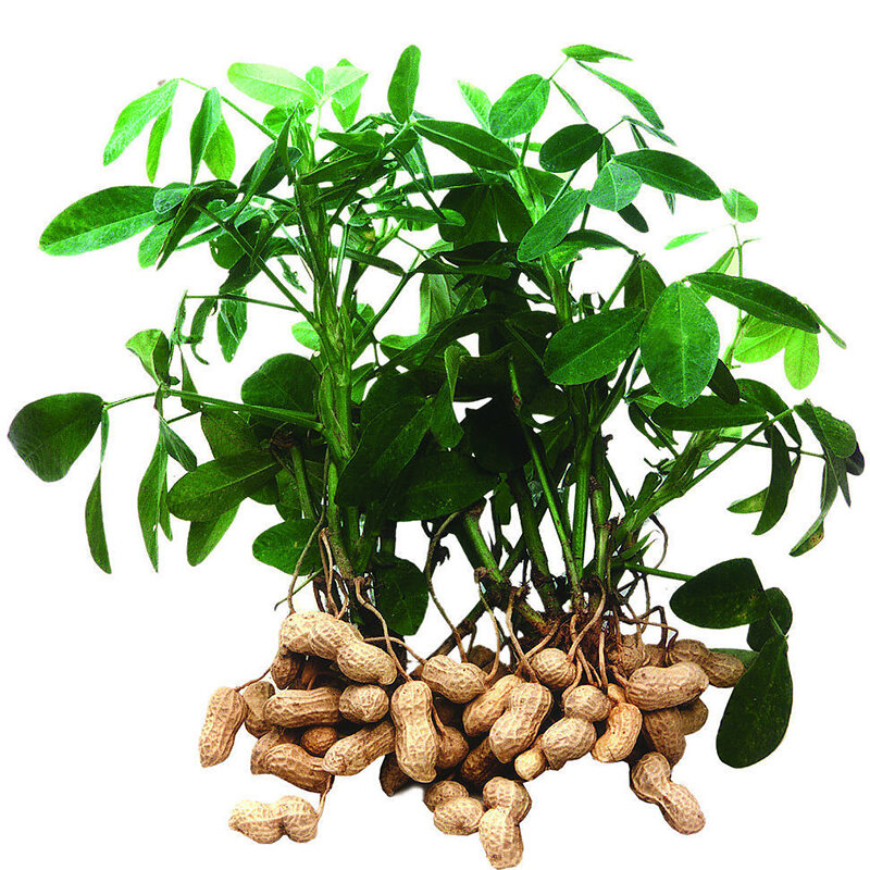 взято с www.semenasklad.ru