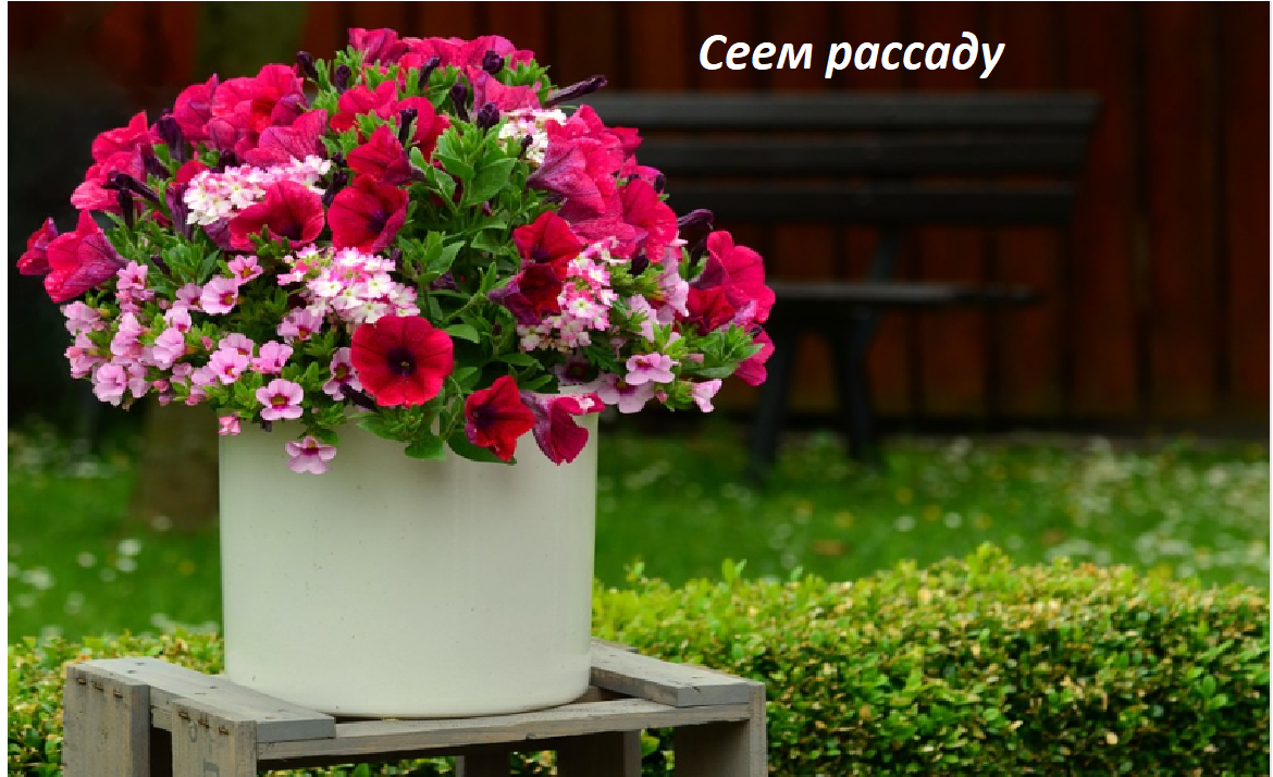 Петуния, фото с сайта https://pixabay.com