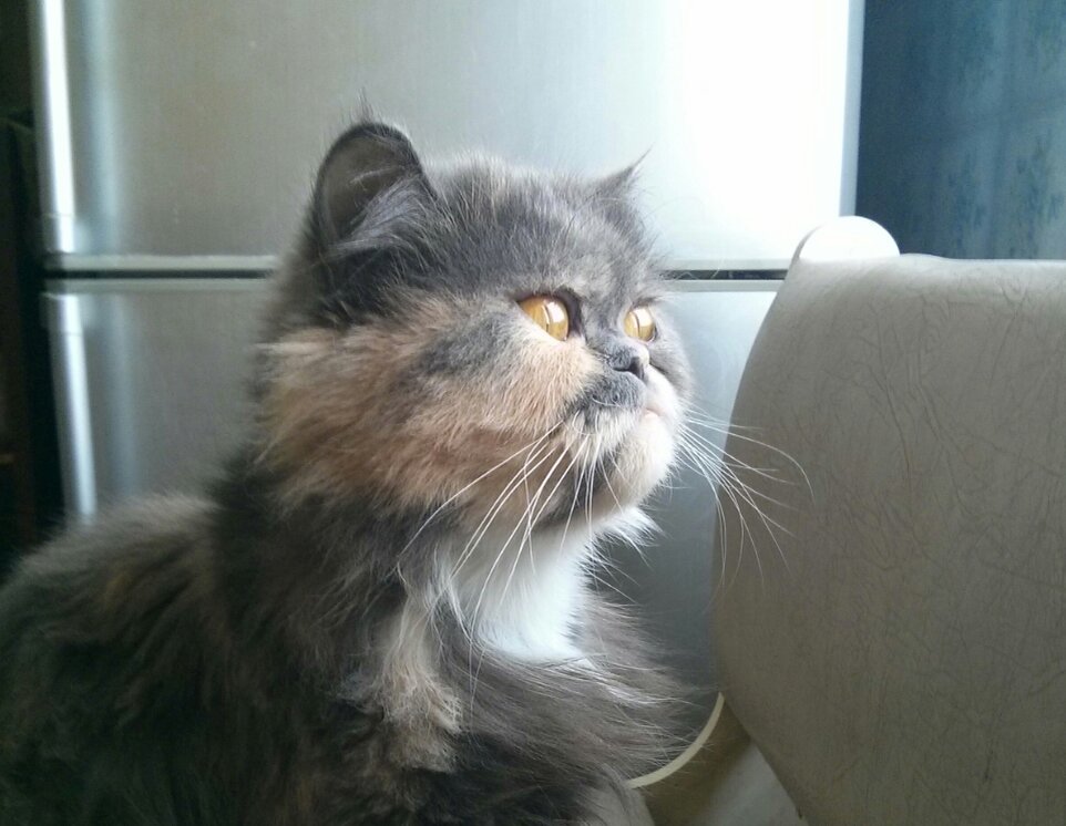 Персидская кошка