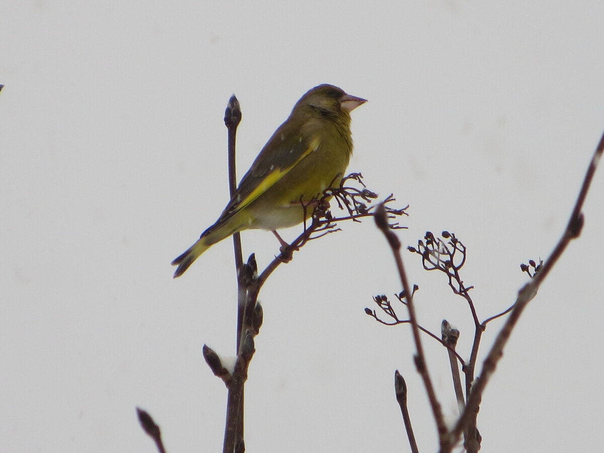 3еленушка, Киркенес, 02/2019