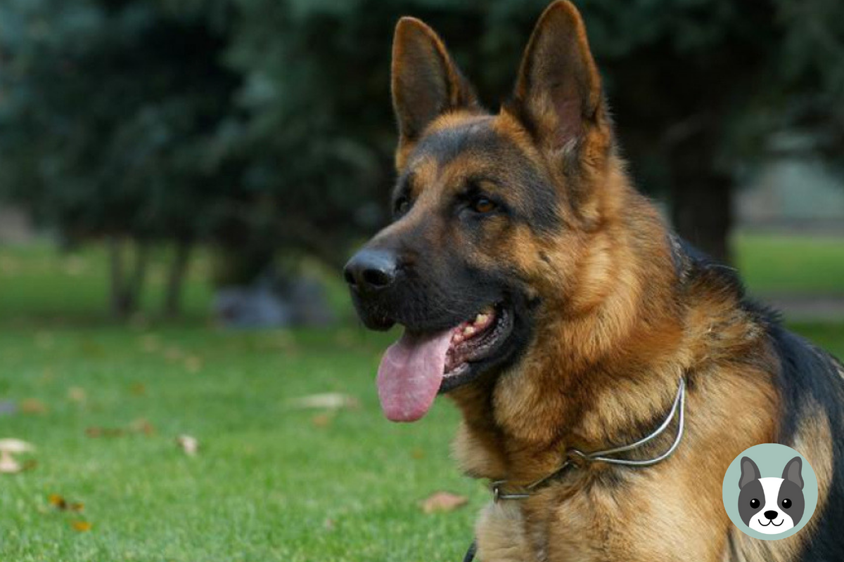 секретная разработка сс овчарка дауфмана. вес кобеля немецкой овчарки в 1 год. немецкая плюсы и минусы немецкая овчарка. немецкая овчарка стандарт породы. немецкая овчарка минусы.