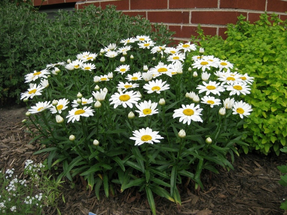 http://alena-flowers.ru/wp-content/uploads/2018/04/c89cb85bdf955e31102925f6e9bfb457.jpg