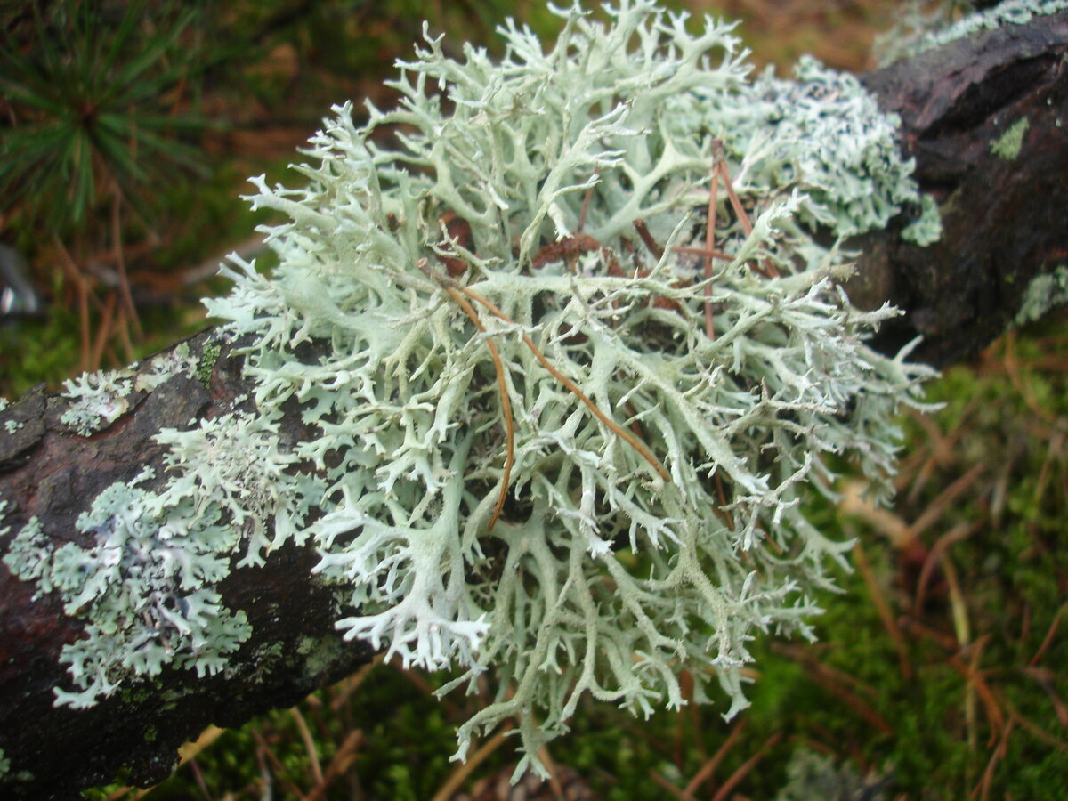 Кустистый лишайник