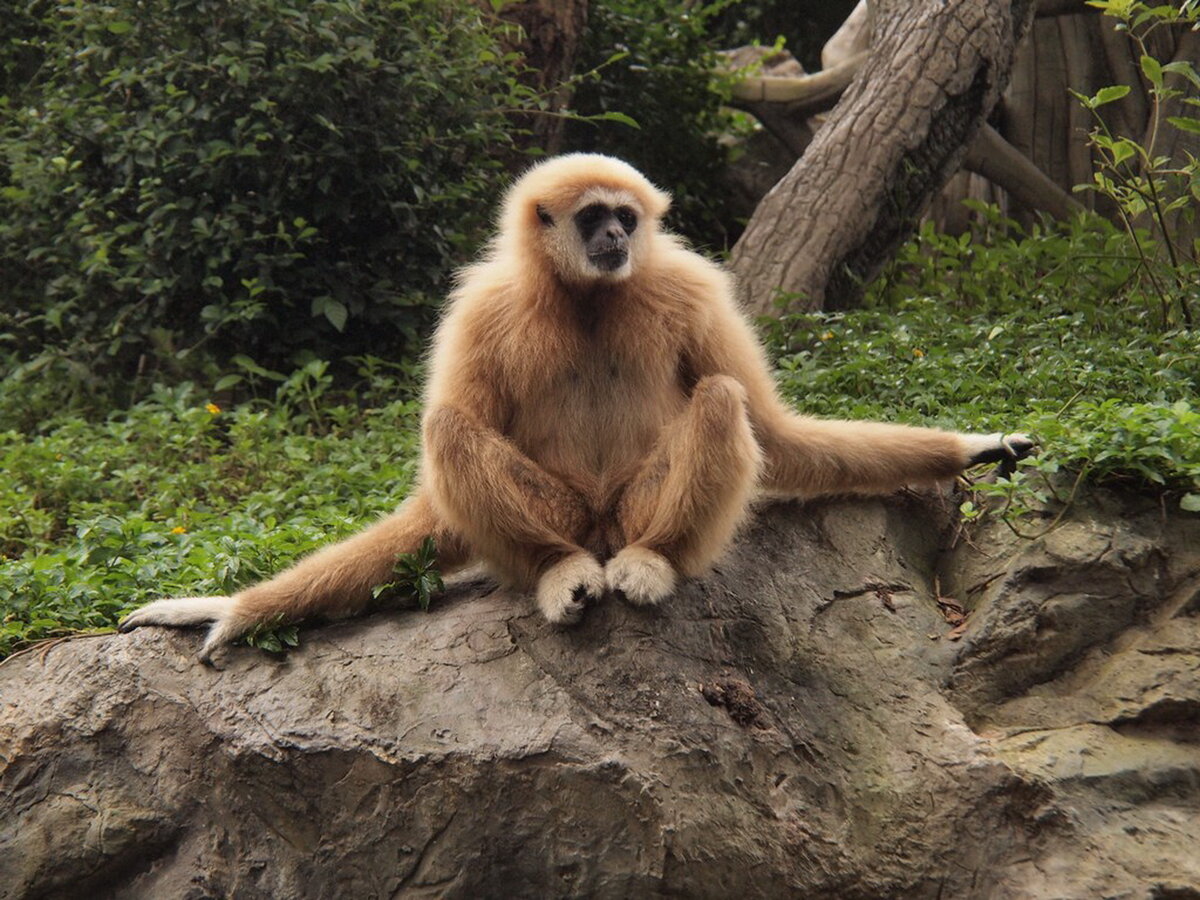 Гиббон. Только посмотрите на его руки!
