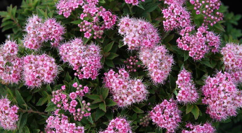 Spiraea japonica сорт Japanese Dwarf