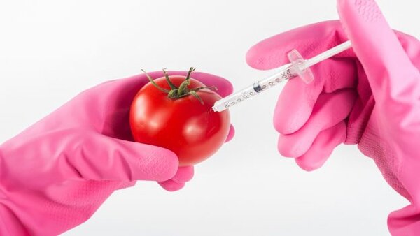 5 распространенных мифов о ГМО