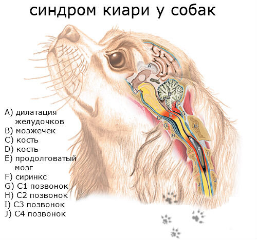 Деменция у собак. Мальформация Арнольда Киари у собак. Киари подобная мальформация у собак. Киари подобная аномалия у собак.