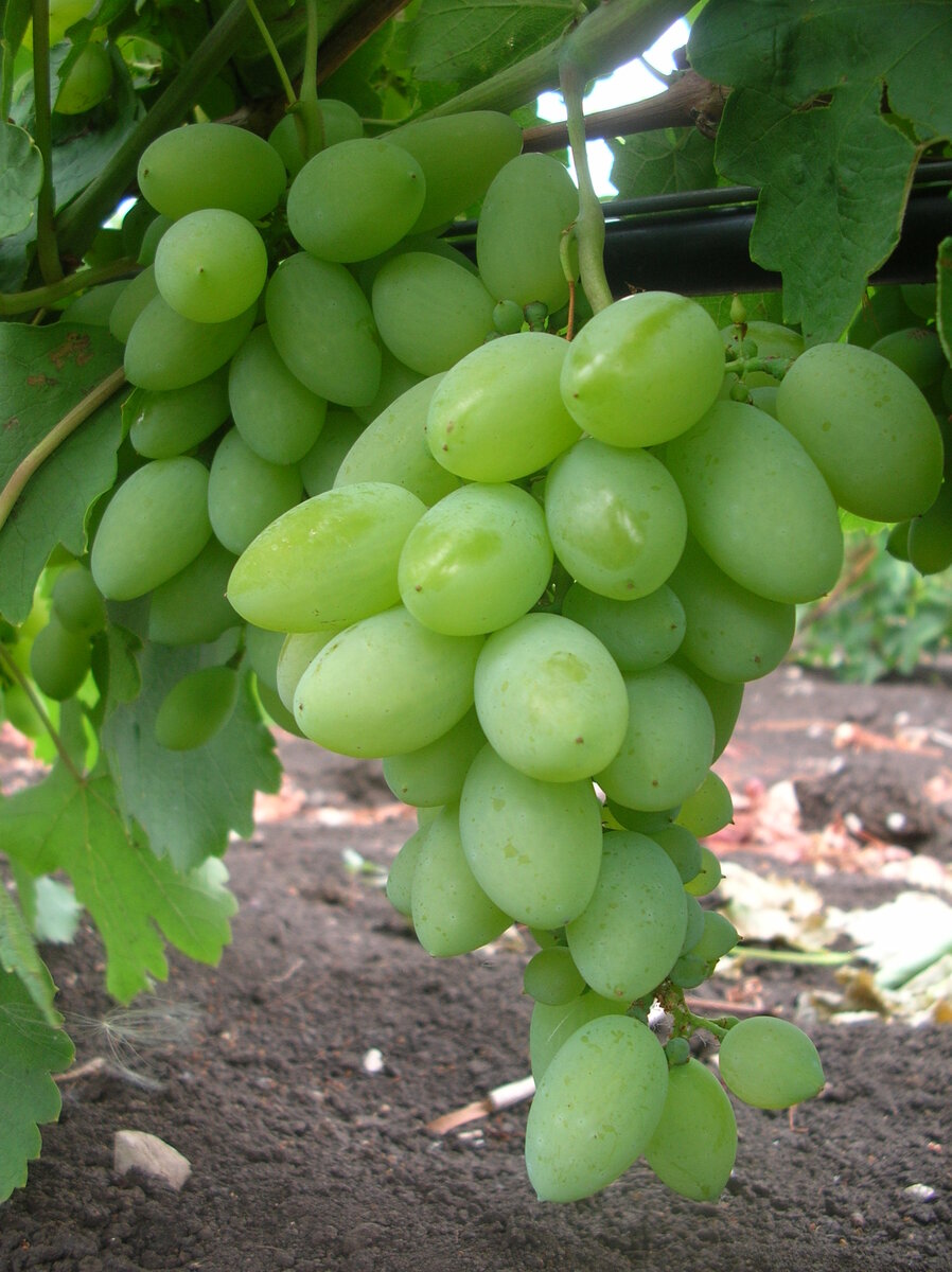 Этот красавчик Тимур, один из самых быстрых сортов