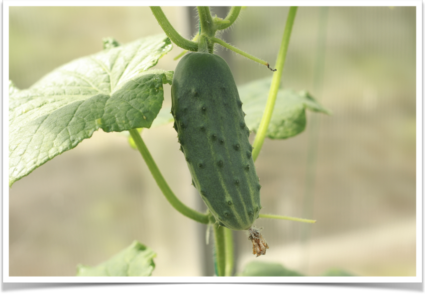 Лексика. Урок 6. Названия овощей на английском языке. Часть I ...