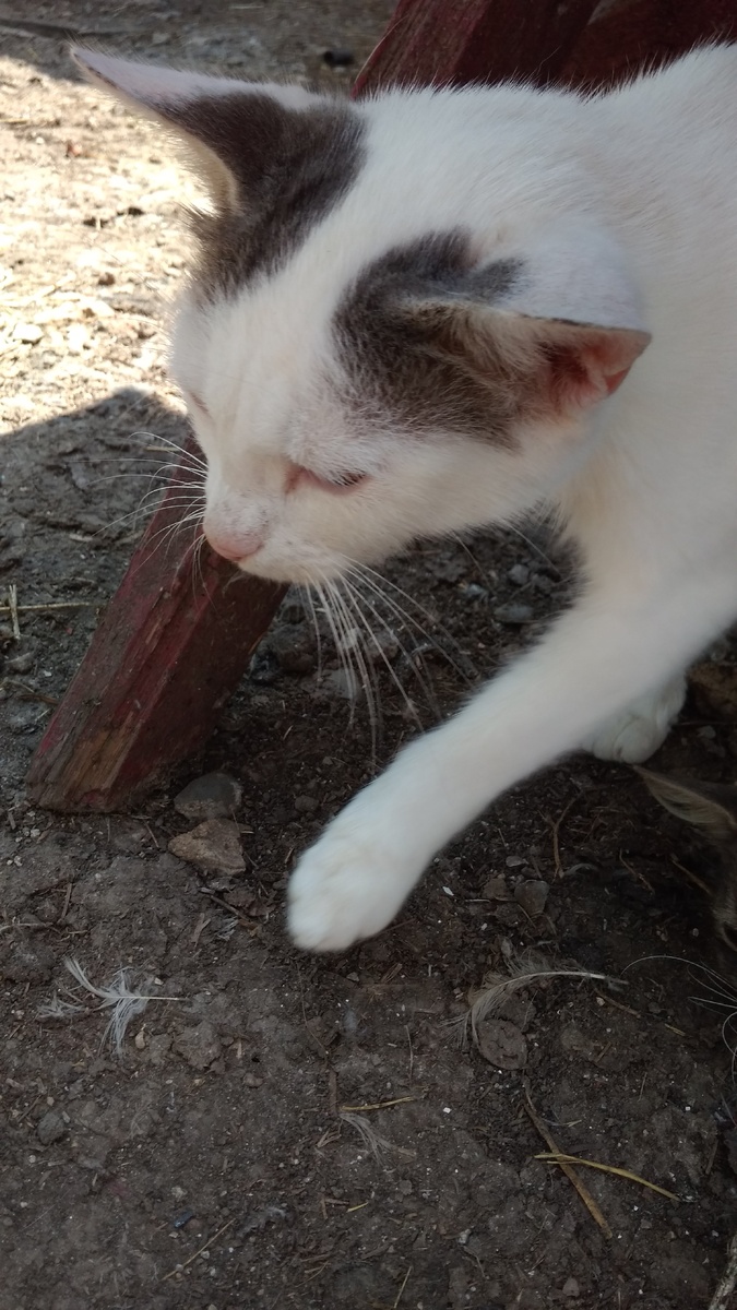 Похожий кот