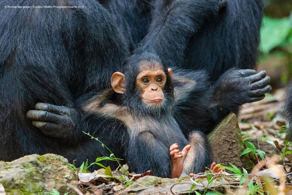 PHOTO: THOMAS MANGELSEN/ COMEDY WILDLIFE PHOTO AWARDS 2019