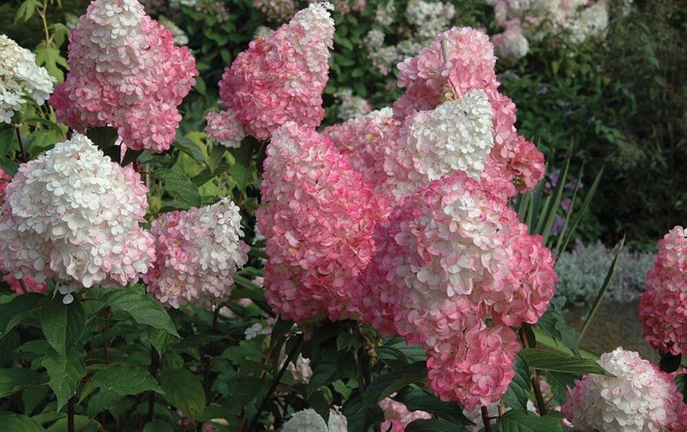 Метельчатая гортензия