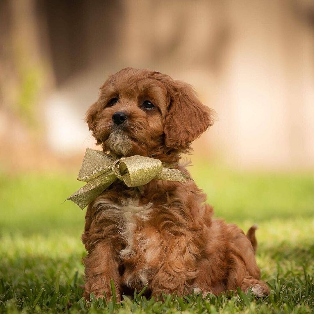 https://www.dogbeast.com/pet/cavapoo/