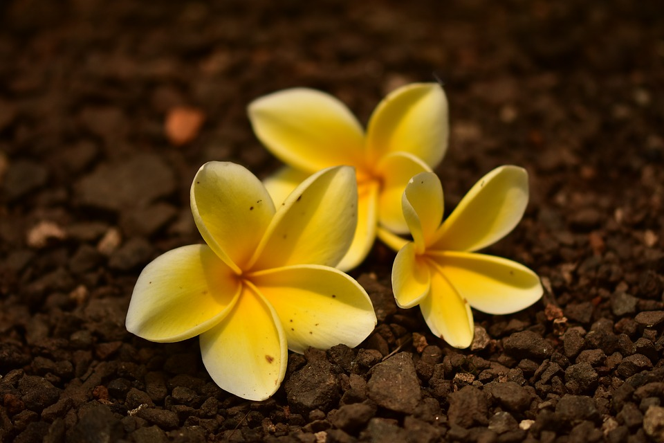 https://cdn.pixabay.com/photo/2018/03/04/20/34/plumeria-3199141_960_720.jpg