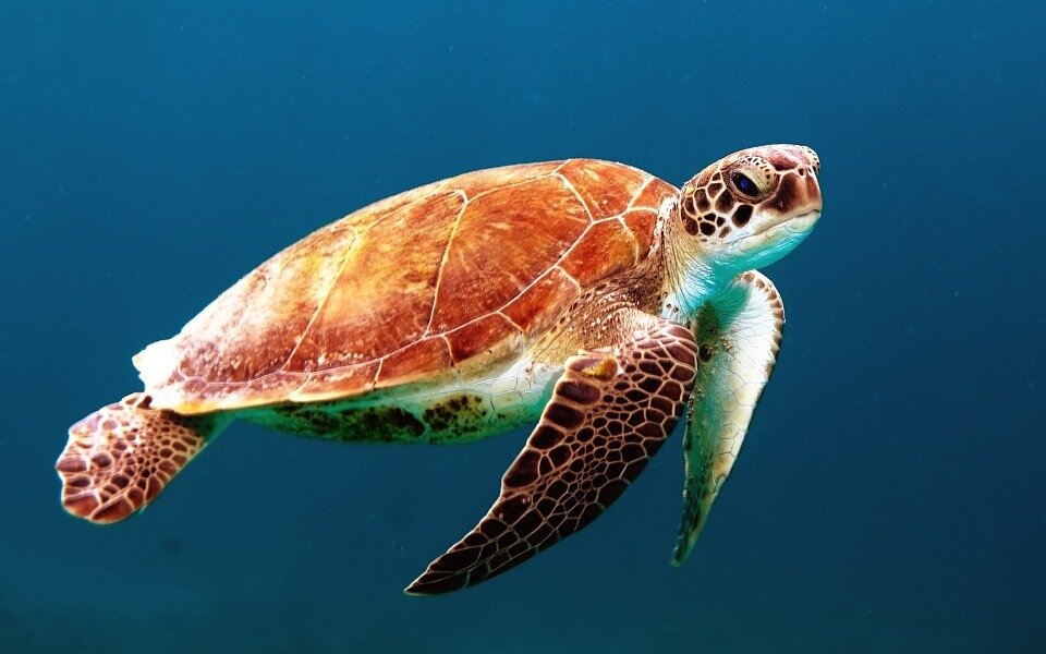 https://pixabay.com/photos/turtle-tortoise-swim-sea-turtle-863336/