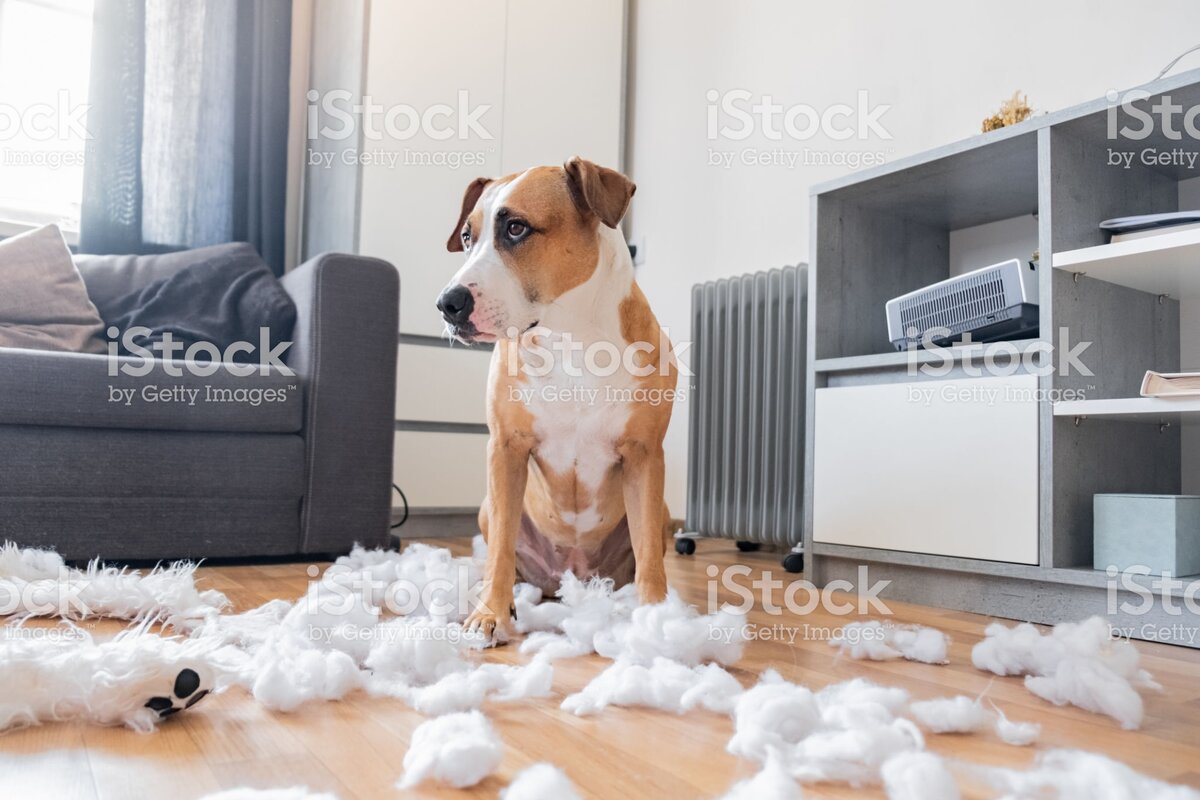 https://www.istockphoto.com/ru/%D1%84%D0%BE%D1%82%D0%BE/guilty-dog-and-a-destroyed-teddy-bear-at-home-gm1142271562-306366777