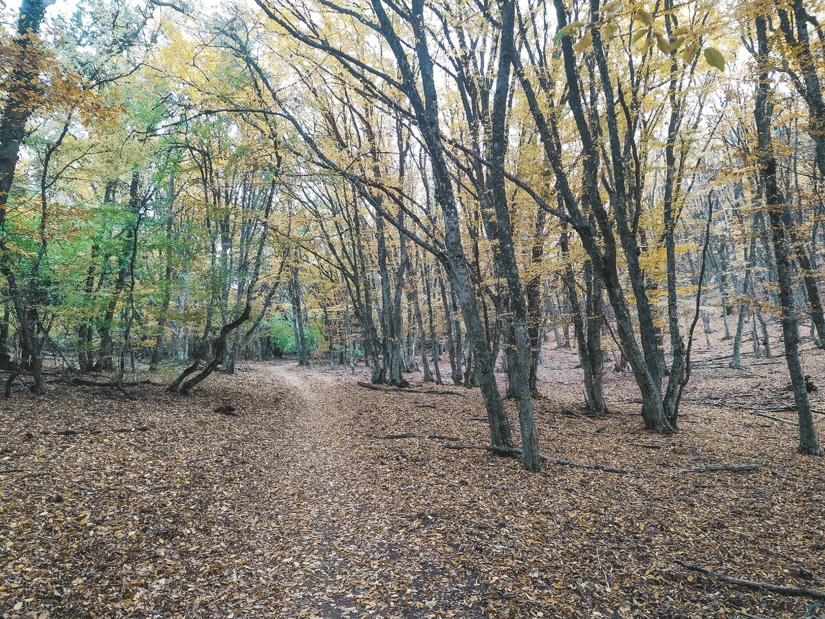 С виду такой спокойный лес