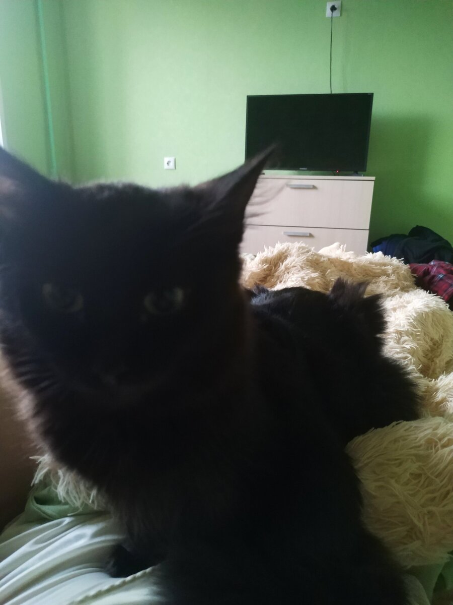                                      Наша кошечка Ася 