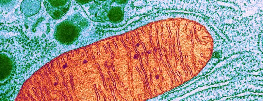  Это, друзья, митохондрия