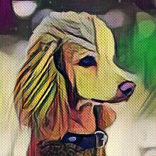 Та самая пуделиха