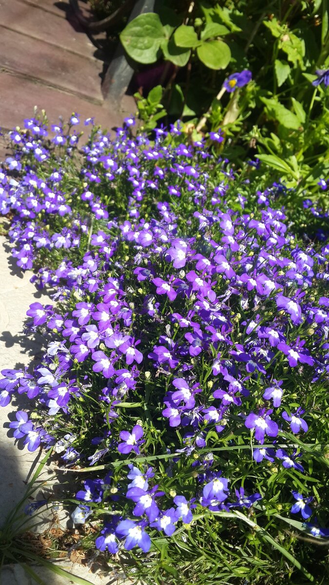 Цветение лобелии 2019