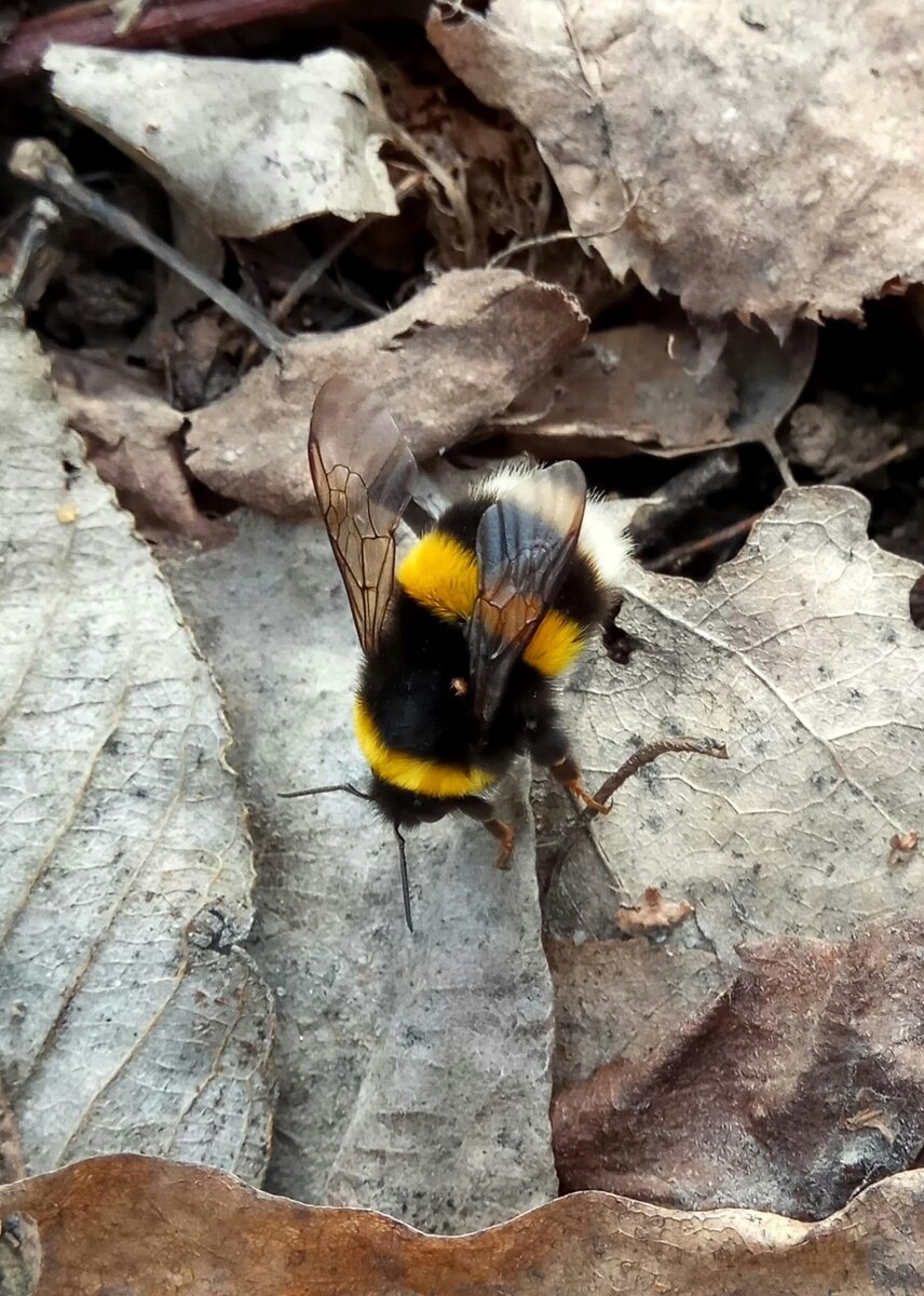 Весна набирает обороты: появились первые самки шмелей. 😍🐝 | Природа  Москвы | Дзен