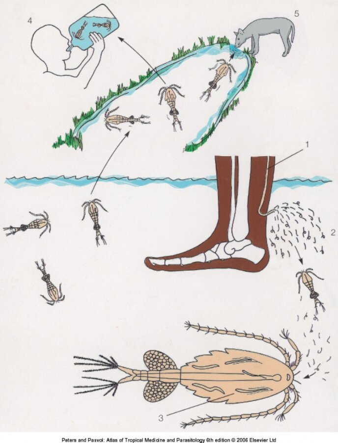 Изображения взяты из сервиса "Яндекс картинки"