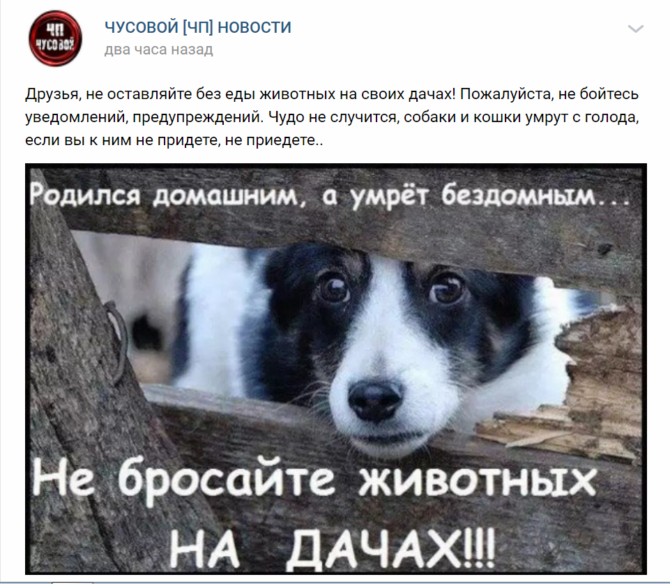 Пост в группе "ЧП Чусовой" во ВК