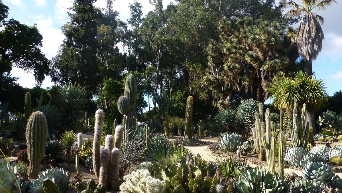 Arizona Cactus Garden