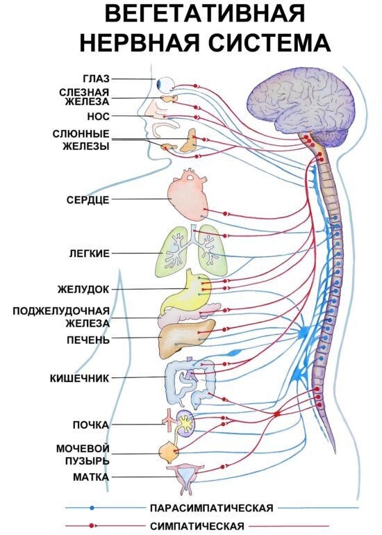 Источник фото: https://medlazaret.ru/kardio/otdyshka-i-serdcebienie-prichiny.html