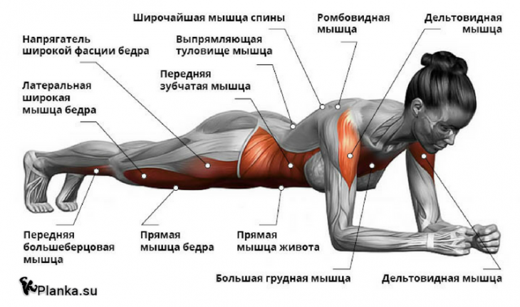 Планка напрягает достаточно большое количество мышц, это большой плюс