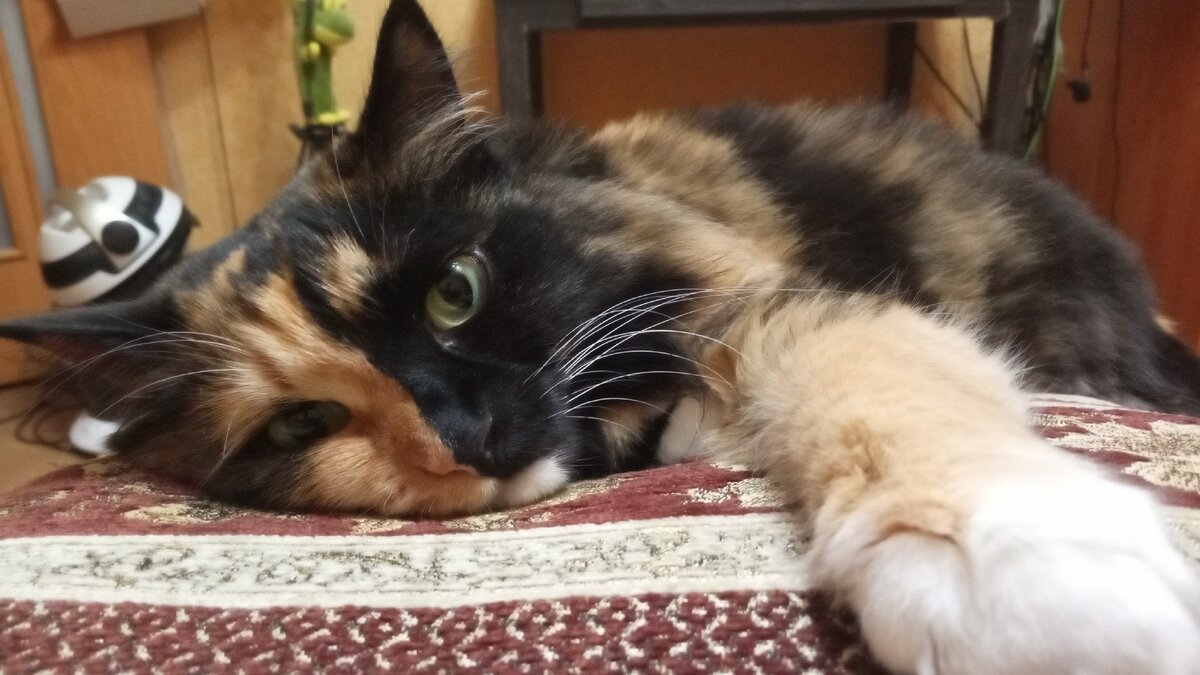 Тяжела кошачья доля...