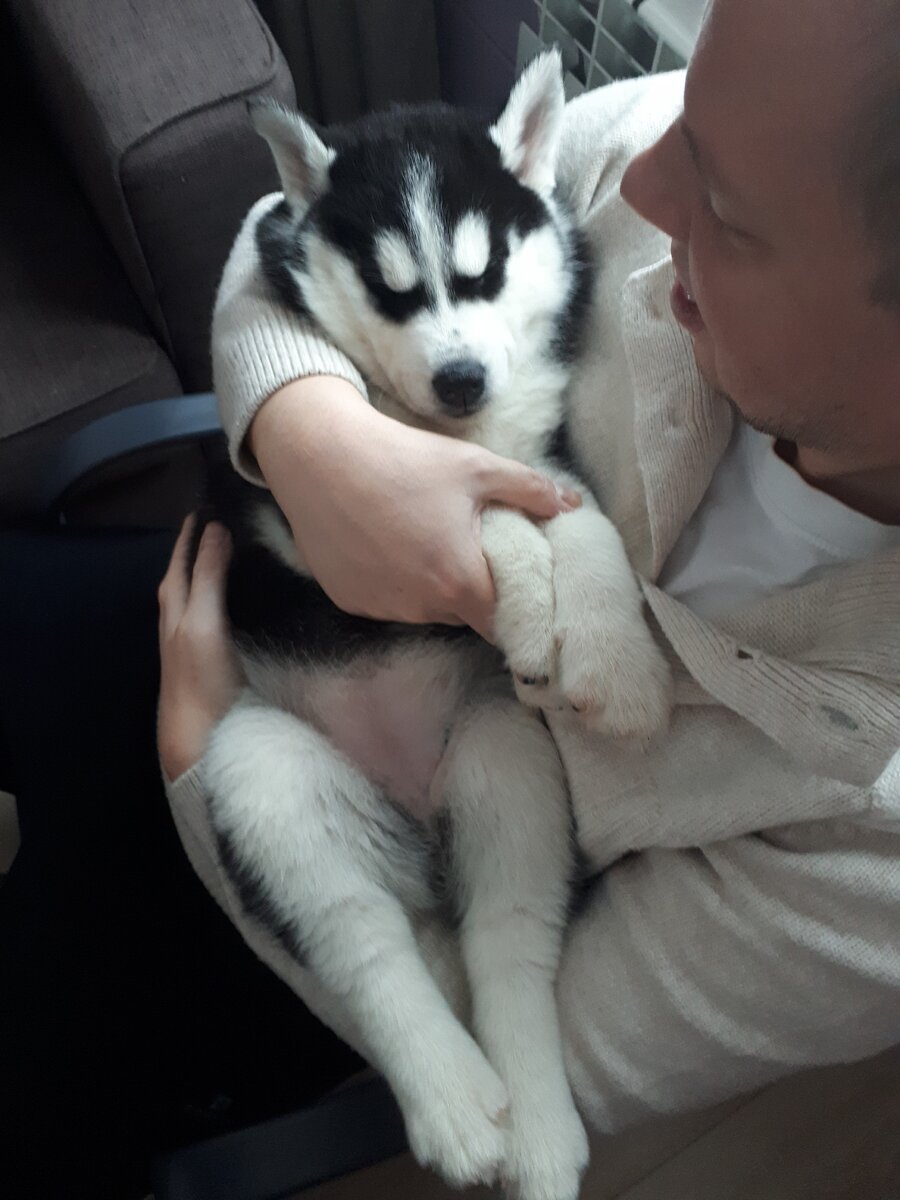 1,5 месяца  щенку по кличке СафИ