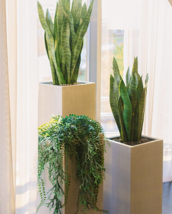 Искусственная сансевиерия Treez в интерьере