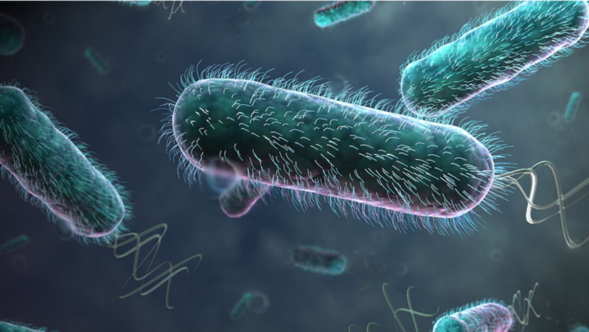 Кишечная палочка картинки для презентации