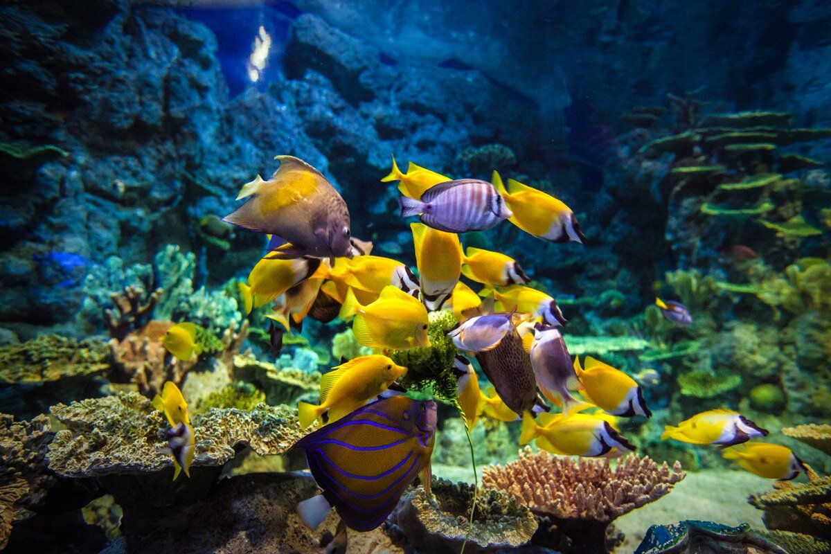 Океанариум Sochi Discovery World Aquarium в Адлере | Группа отелей Грейс |  Дзен